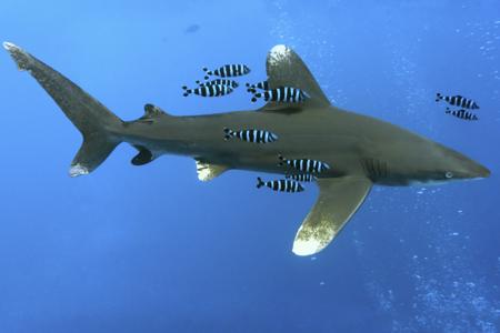 An oceanic whitetip shark swimming in open water