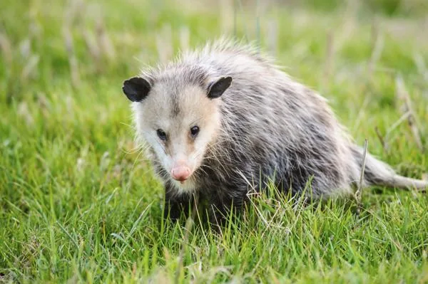 Opossum walking through grass in a deciduous forest
