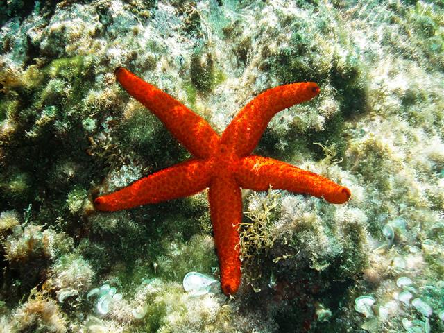 Red starfish on a bed of seaweed