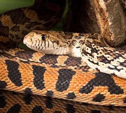 Bullsnake coiled defensively on a glass surface