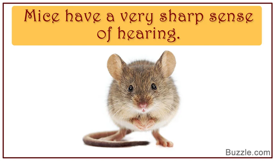 A mouse with large ears raised, listening intently