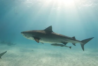 Tiger shark with sunrays filtering through water