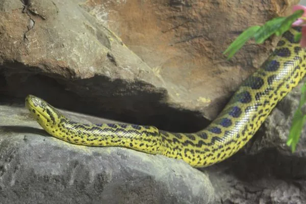 Yellow Anaconda, a nonvenomous snake