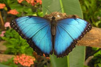 Blue Morpho butterfly, iridescent electric-blue wings