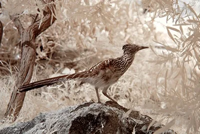 Roadrunner, the desert ground cuckoo