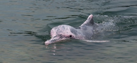 A pink Amazon river dolphin in the water, showing its distinctive rosy coloring