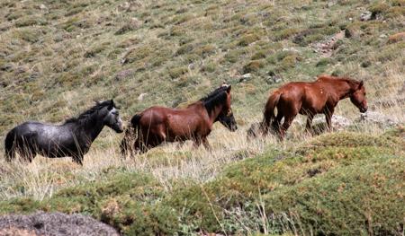 A herd of wild Mustang horses in their natural habitat