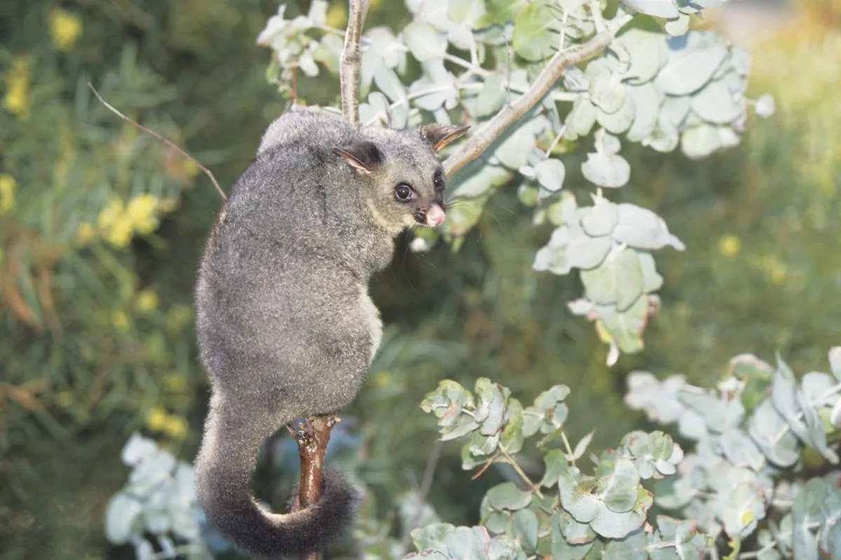 Common Brushtail Possum