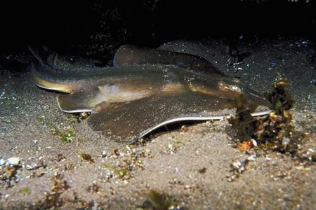 Thornback skate on the sea bed