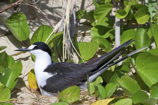 Sooty tern on a nest