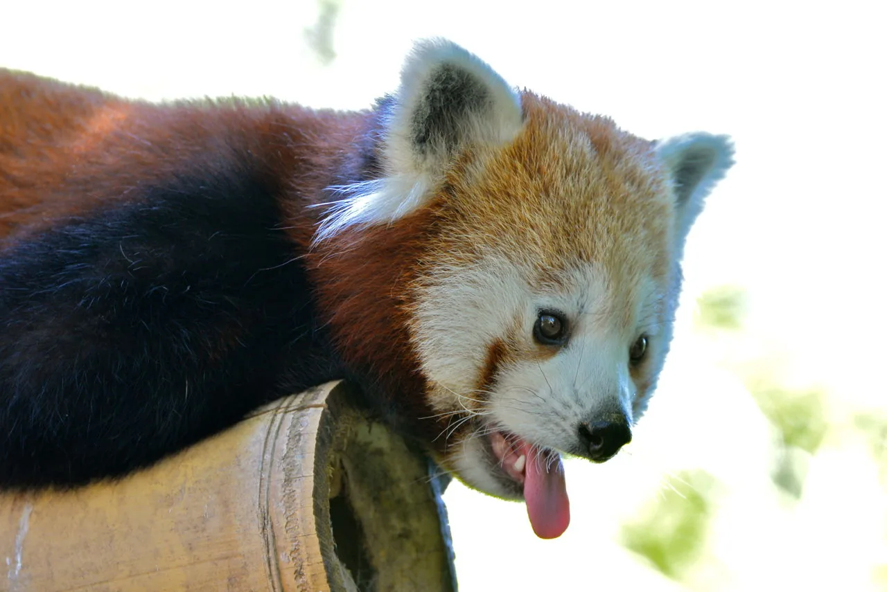 Red panda on a branch, alert, these animals communicate with a range of sounds and body signals
