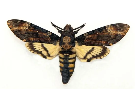 Death's-head hawk-moth / Hummingbird hawk-moth