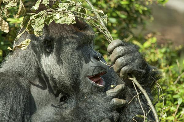 Gorilla holding and eating a leafy branch