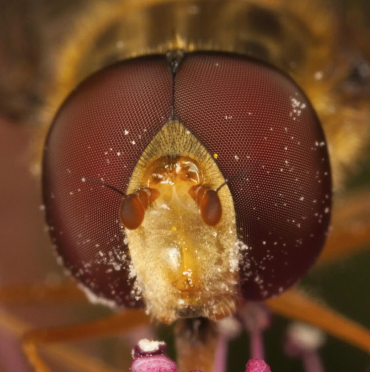 Close-up of a male hoverfly showing its large compound eyes placed closely together