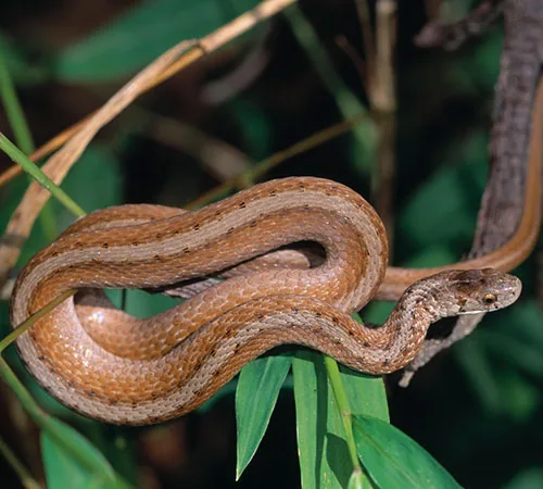 Northern brown snake resting on tree bark