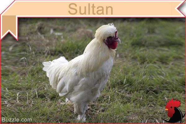 Sultan chicken