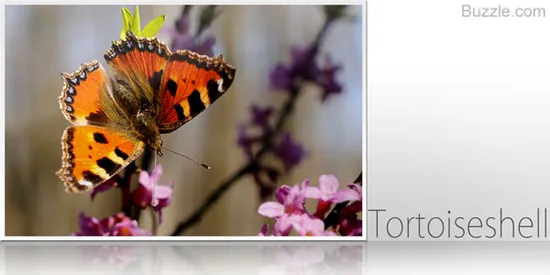 Colorful tortoiseshell butterfly on a flower