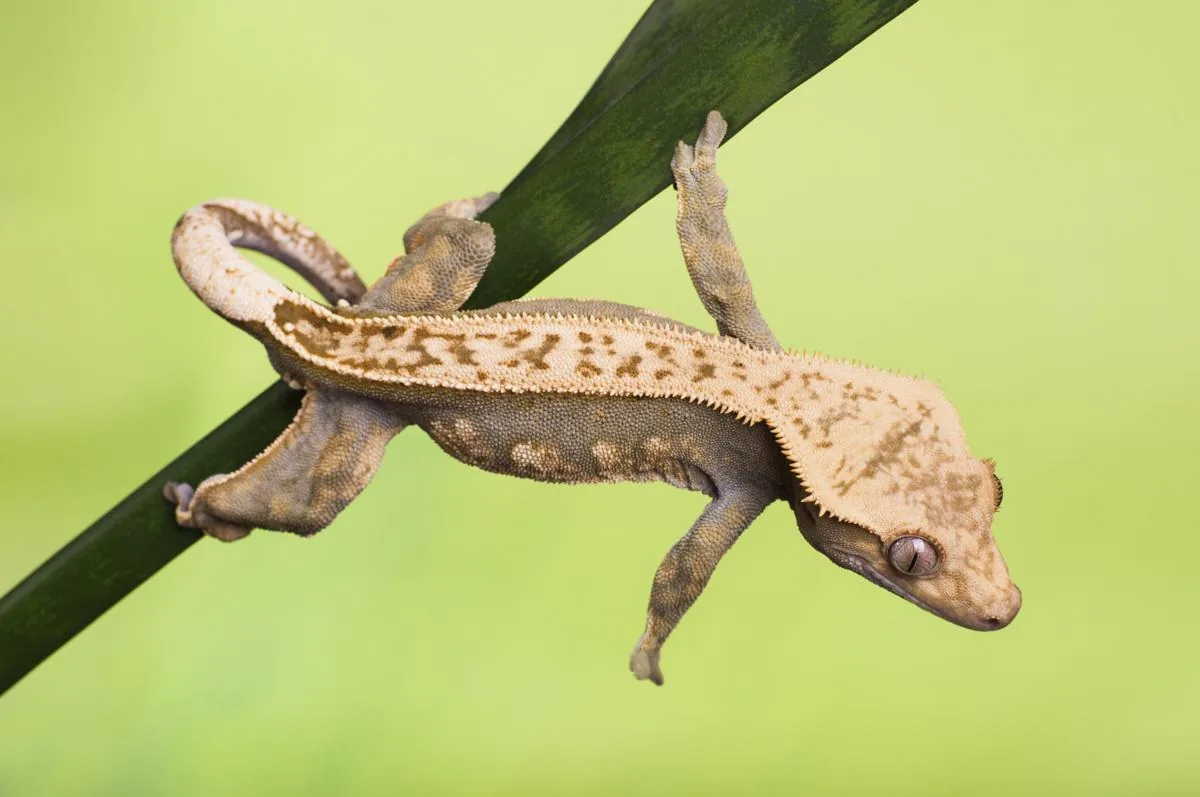 Crested Gecko on a branch