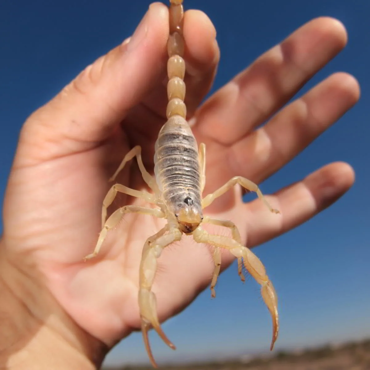 Arizona bark scorpion held carefully to show scale