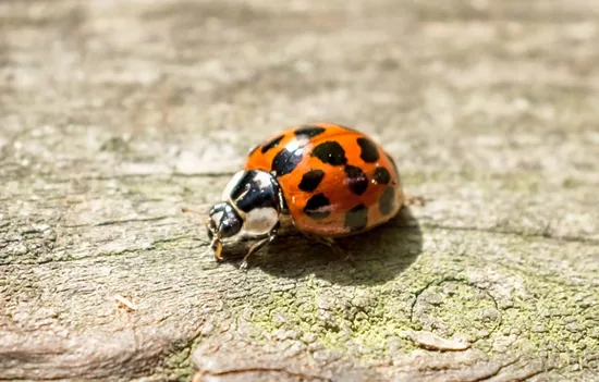 A brightly colored Asian ladybug on a leaf