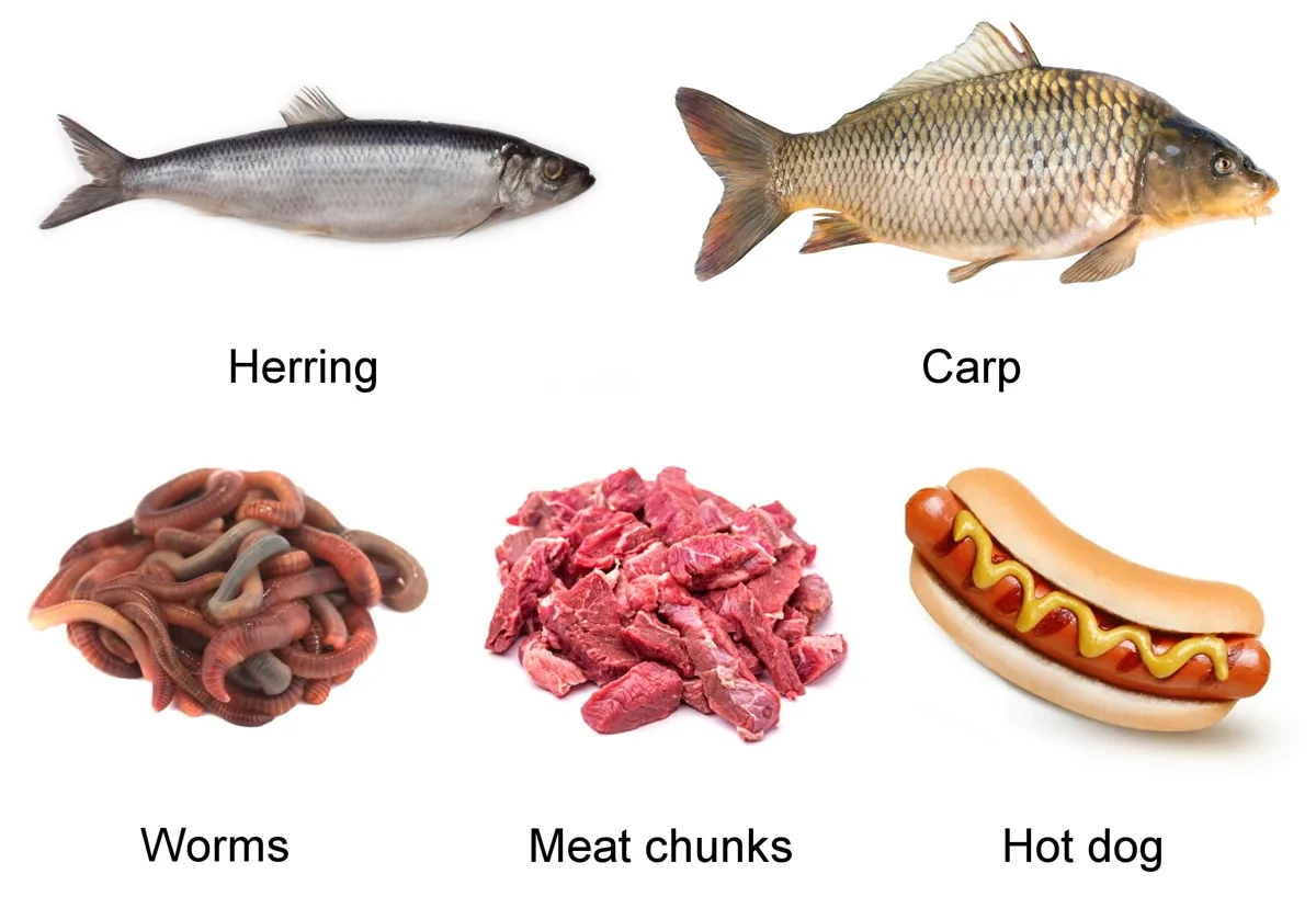 Various fish foods and baits used to attract catfish