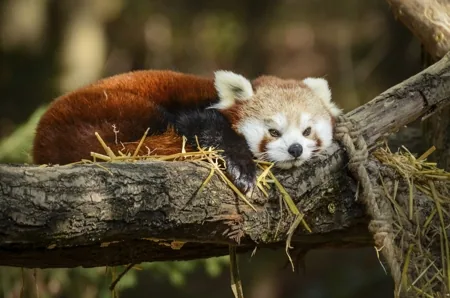 A red panda sleeping curled up, its fluffy rust-colored tail wrapped around itself