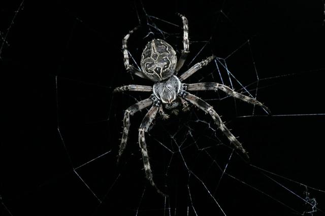 A large spider in its web