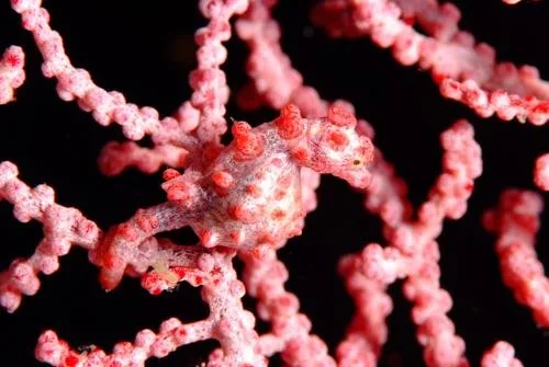 Pink pygmy seahorse camouflaged on coral