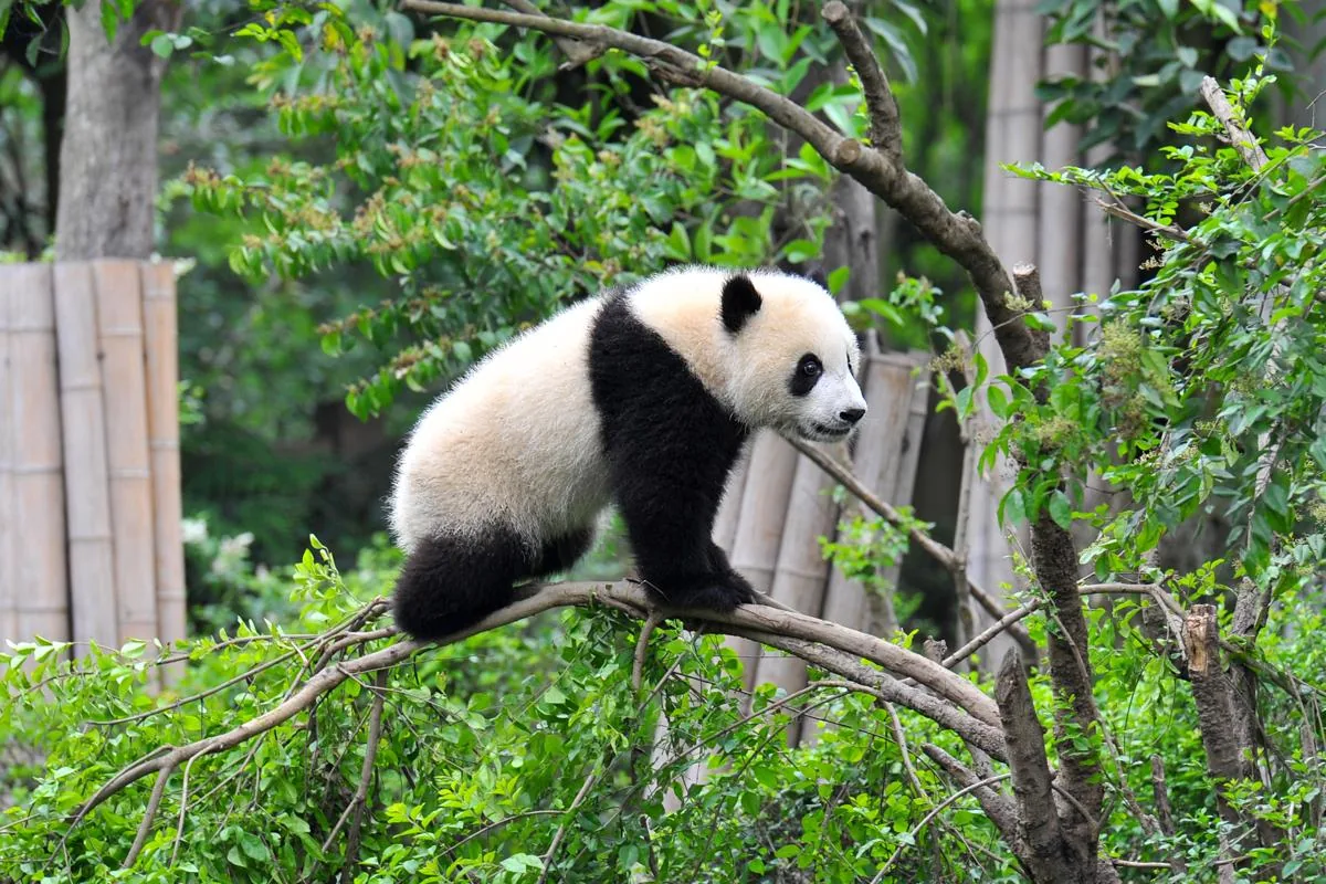 A giant panda resting in a tree