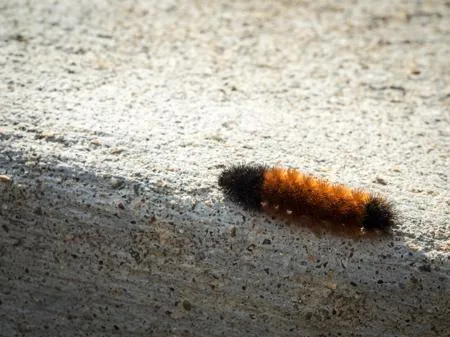 A woolly bear caterpillar crawling on a surface, showing its fuzzy black and brown bristles