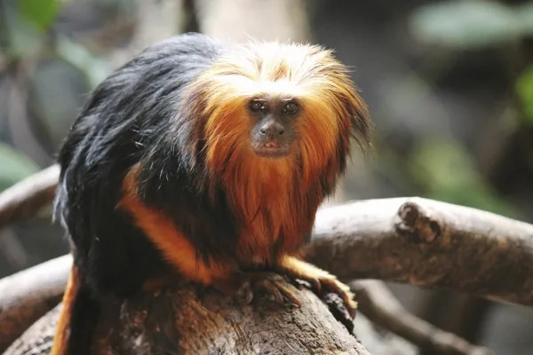 A golden lion tamarin with its vivid orange mane perched on a branch in the Atlantic Forest, Brazil