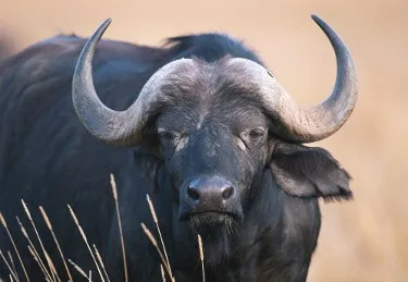 Cape buffalo herd on African grassland