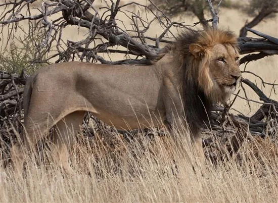 West African lion (Panthera leo senegalensis) standing in dry grassland
