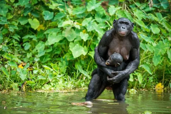 Chimpanzee mother and baby