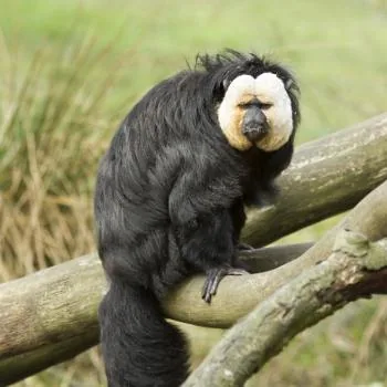 White-faced saki monkey with distinctive pale face