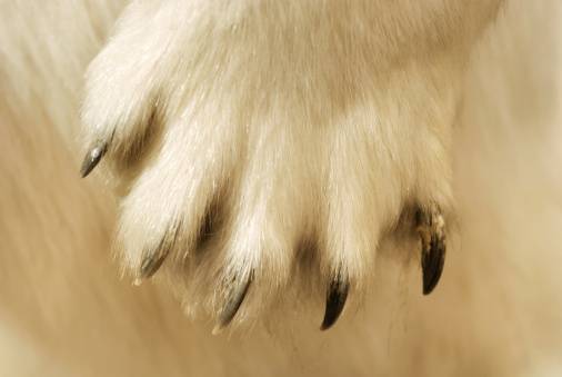 Polar bear forepaw showing large claws