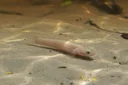 You'll Want to Read These Facts About Candiru, the Vampire Fish