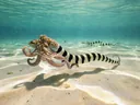Amazing Facts About the Mimic Octopus