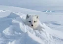 Arctic Fox Adaptations: How This Tiny Fox Survives the Tundra