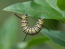 Utterly Fascinating Information About Butterfly Metamorphosis