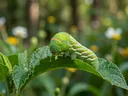A Visual Guide to Caterpillar Identification