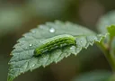 An Awesome Explanation of the Life Cycle of a Caterpillar
