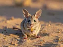 A Complete List of Desert Animals That'll Surely Fascinate You