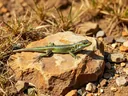 Examples of Cold-blooded Animals