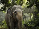 Facts About Asian Elephants You Won't Believe You Didn't Know