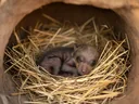 Utterly Incredible Facts About the Hibernation of Bears