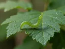 Intriguing Facts About Inchworms You Probably Didn't Know