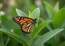 16 Incredibly Marvelous Facts About Monarch Butterflies
