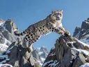 Facts About the Charming and Elusive Snow Leopard