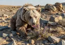 Animals of the Gobi Desert